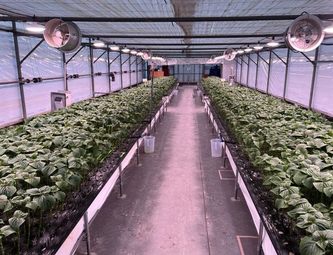 충남도 데이터 기반 ‘잎들깨 LED 보광 기술’ 연구 본격화 post image