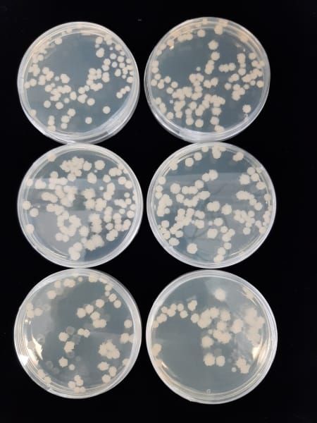 충남 자체 개발 ‘우수 토종 식품균주’ 기술이전 post image