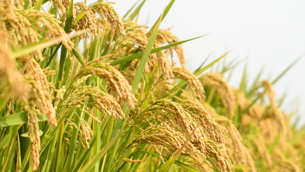 벼멸구 집중예찰 기간 운영…피해 최소화 총력 post image