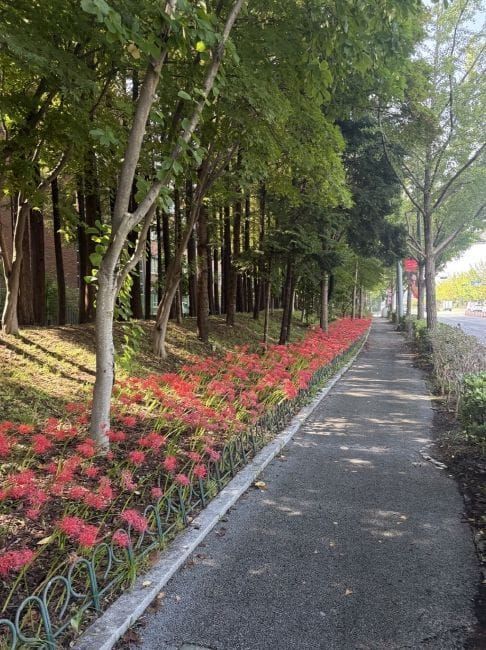 대전시 선홍빛 가을 물결, 대전 꽃무릇 명소 Best 5 post image