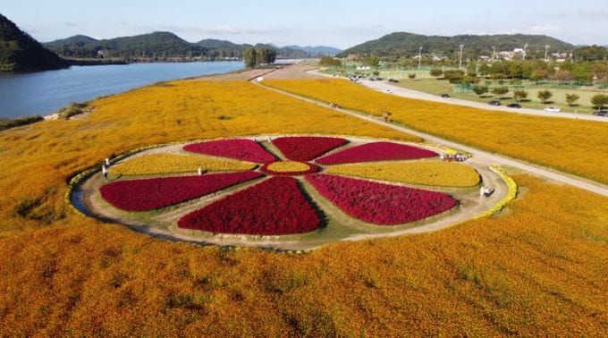 부여, 제71회 백제문화제 기간 중, 백마강 코스모스 만개해 장관 post image