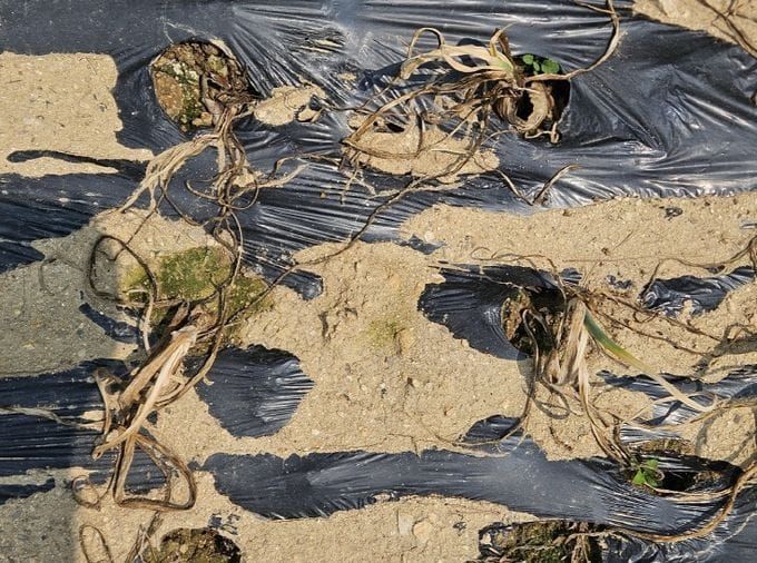 충남도 양파 흑색썩음병, ‘친환경 방제제’로 잡는다 post image