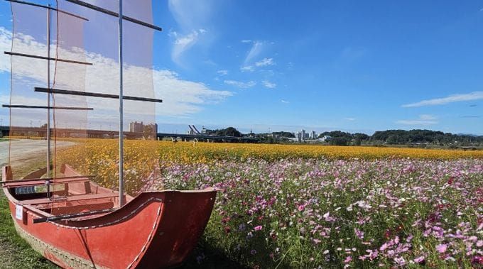 부여 백마강 코스모스와 황포돛배가 어우러져 가을 정원으로 변신 post image