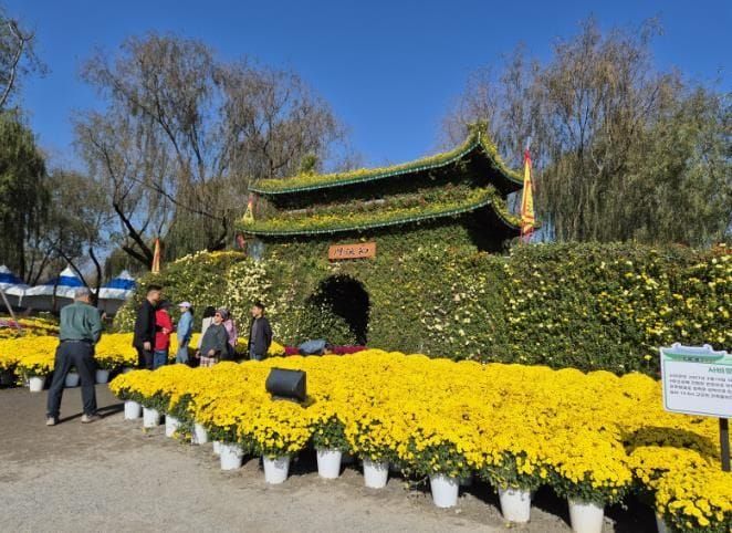 부여군 가을 정취 물든 궁남지, 국화 향기 속으로! post image