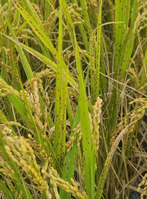 충남도 내년 벼농사 대비 ‘우량종자 확보’ 필수 post image