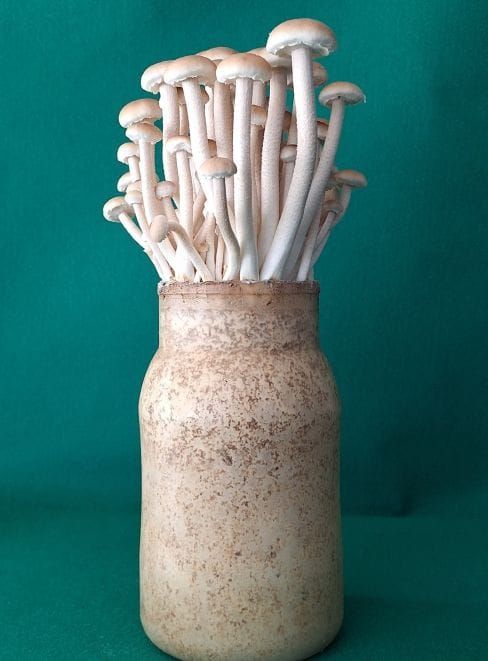 충남도 버들송이 신품종 ‘아삭송’ 품종 post image