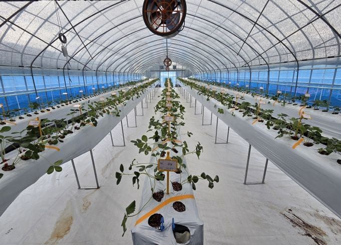 충남도 고경도 딸기 육종 분자마커 개발 착수 post image