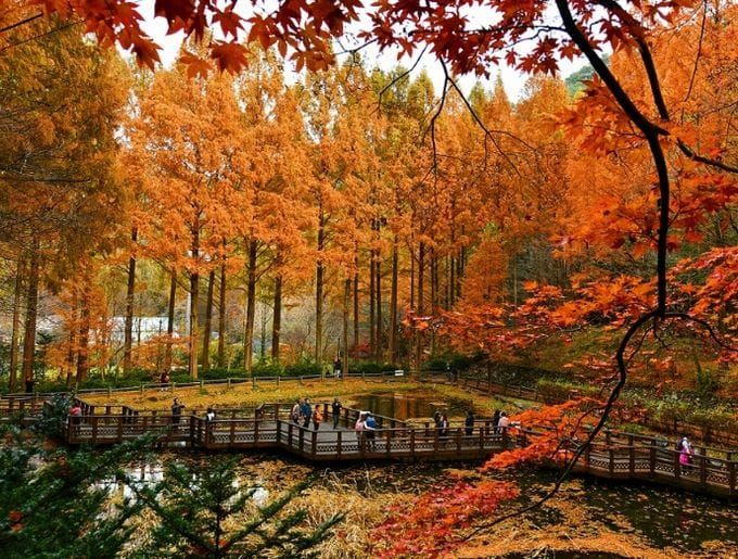 단풍은 절정인데 진입로는 극심 정체 장태산휴양림 한 달간 교통대책 추진 post image