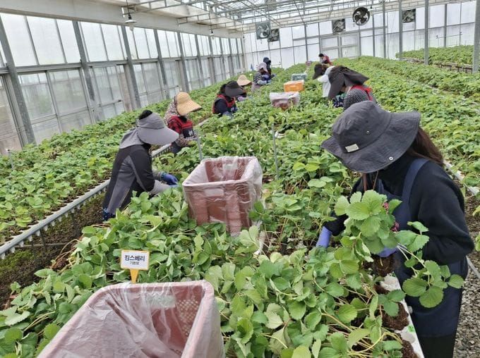 충남도 딸기 무병묘 보급으로 고품질 생산기반 강화 post image