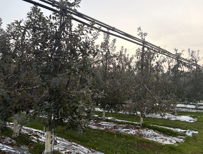 충남도 고품질 사과의 출발점은 ‘수확 후 관리’ post image