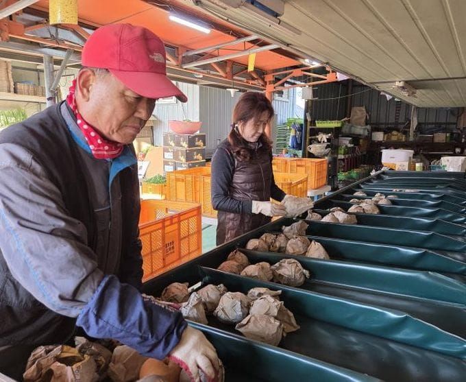 세종 배, 대한민국 최고 품질 입증했다 post image