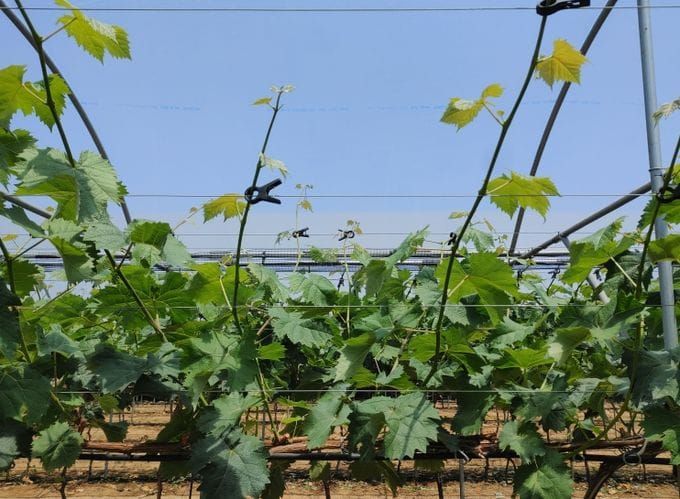 충남도 샤인머스켓 생리장해 확인…겨울철 양분 관리 시급 post image