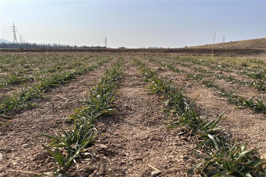 맥류 수확량 ‘생육재생기’ 관리가 좌우 post image