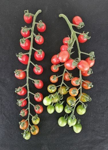 충남도 농업기술원, 대추형 방울토마토 ‘나이스허니·나이스맥스’ 출원 post image