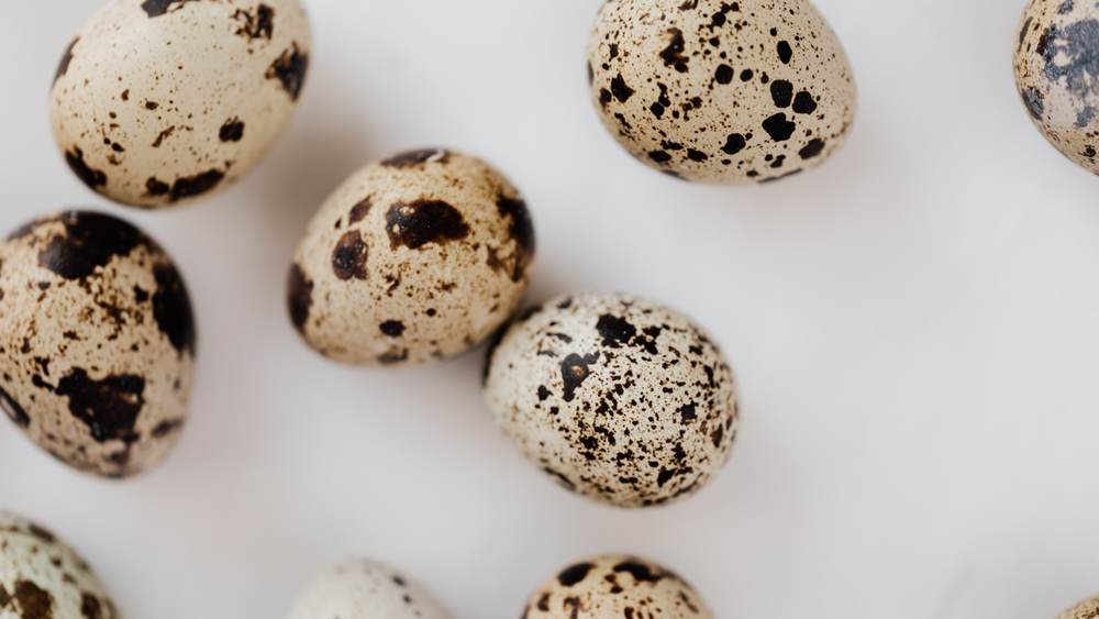 충청남도, 아산 메추리 농장서 H5형 AI 항원 검출 post image