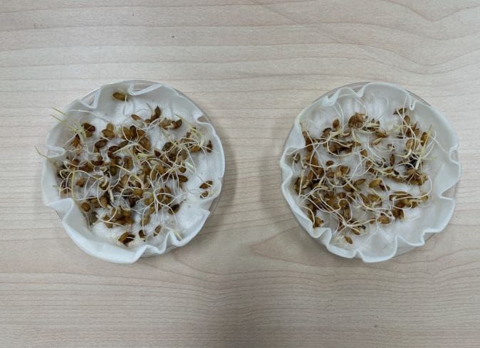 세종시농업기술센터, 자가채종 종자 파종전 발아율 검사 당부 post image