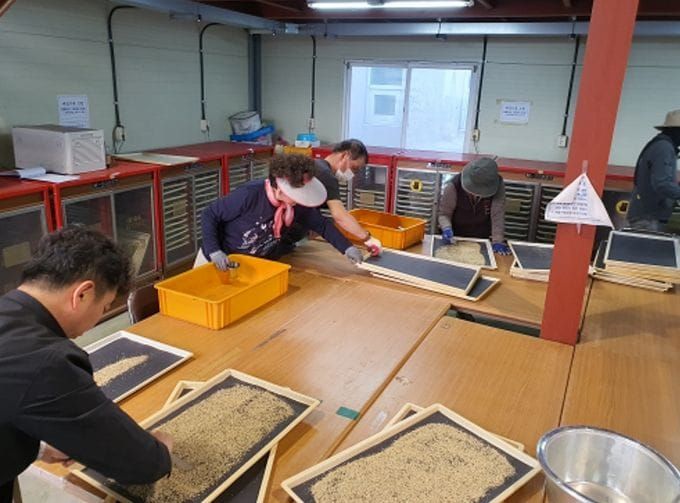 세종시, 조치원배 품질 향상 꽃가루은행 운영 post image