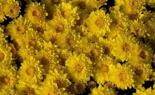 충남도 신품종 화단국으로 가을 정원 더욱 풍성하게 post image