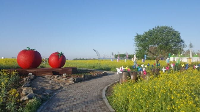 눈과 입이 즐거운 봄의 향연, 2026 부여세도 방울토마토 · 유채꽃 축제17일 개막 post image