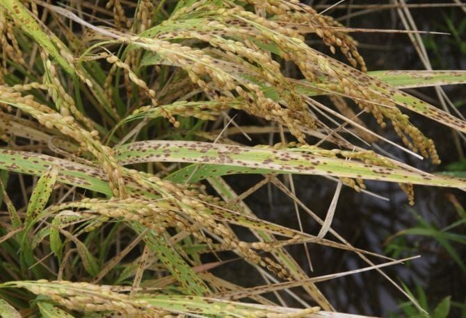 벼 깨씨무늬병 원천 차단! 논 토양 집중 관리 나선다 post image