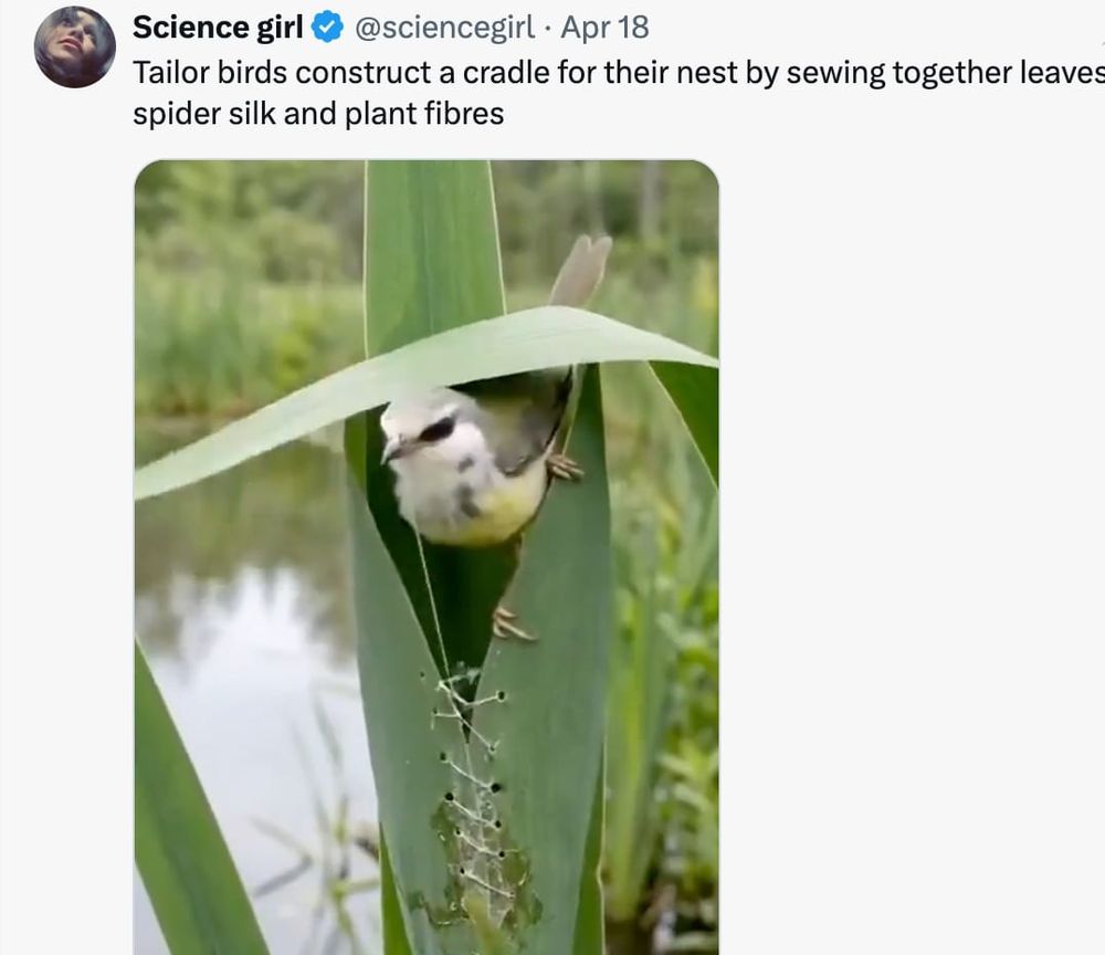 잎사귀를 바느질해 요람을 만드는 '재봉새'... 자연의 작은 재봉사 post image