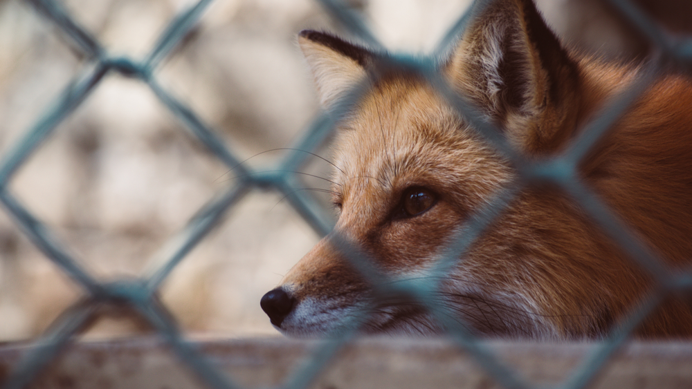 세종시, 맹수 사육 동물원 안전점검 실시 post image