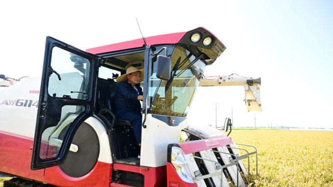 논산, 충남 신품종 ‘빠르미2’ 첫 수확 post image