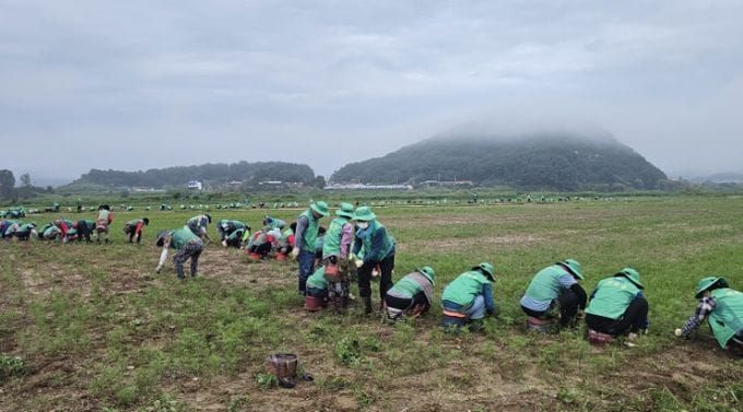 부여군, 구드래 코스모스단지 환경정비 나서 post image