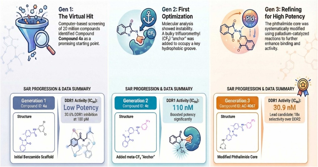 ‘줄기세포 노화 지연, 조직 재생 향상’ 새 가능성 연 건국대 연구진 post image