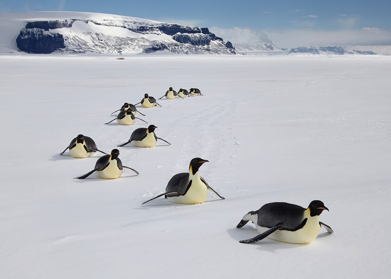 4월 25일 ‘세계 펭귄의 날’ 빨라진 남극의 봄, 굶주리는 새끼 펭귄 post image