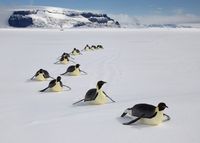 4월 25일 ‘세계 펭귄의 날’ 빨라진 남극의 봄, 굶주리는 새끼 펭귄 post image