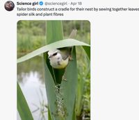 잎사귀를 바느질해 요람을 만드는 '재봉새'... 자연의 작은 재봉사 post image
