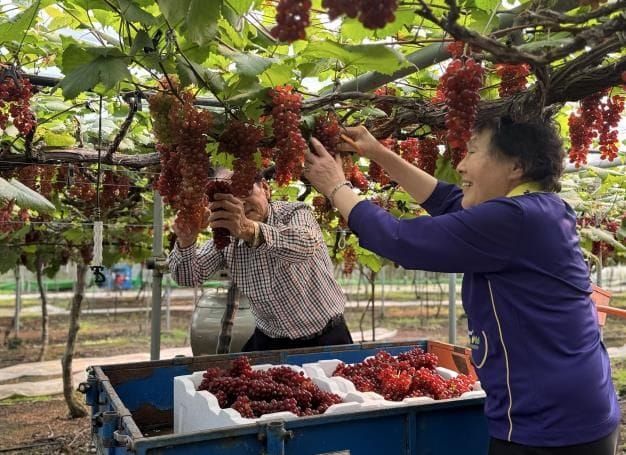 대전시, 씨없는 ‘델라웨어’ 포도 전국 첫 출하 post image