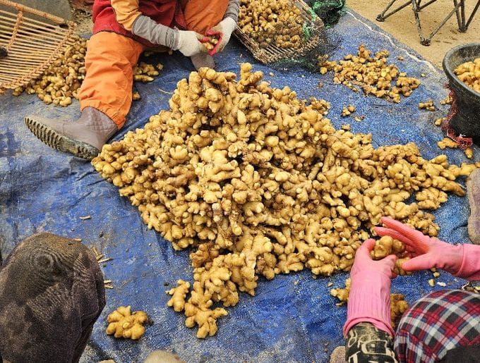 '씨생강 하나가 수확을 바꾼다!' post image