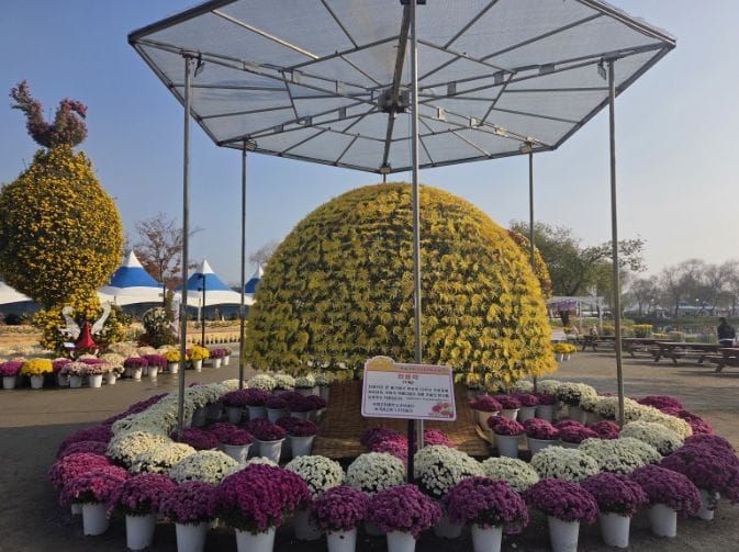 한 뿌리에서 피어난 3,000송이의 기적… 부여국화축제, 기네스 기록 웃도는 ‘천륜작’ 선보인다 post image