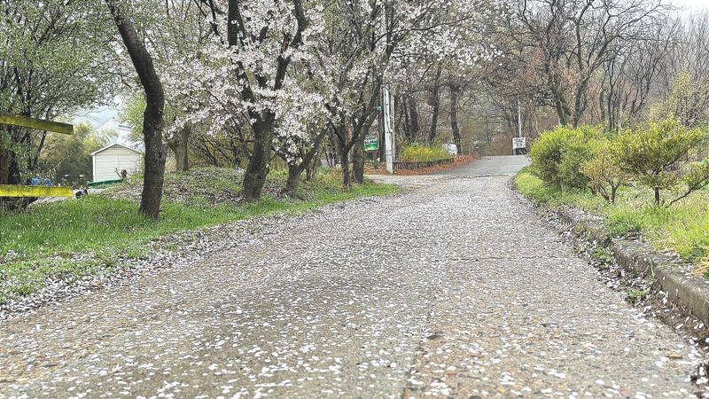 꽃비 내리는 봄날... 벚꽃, 지는 것조차 아름답다 post image