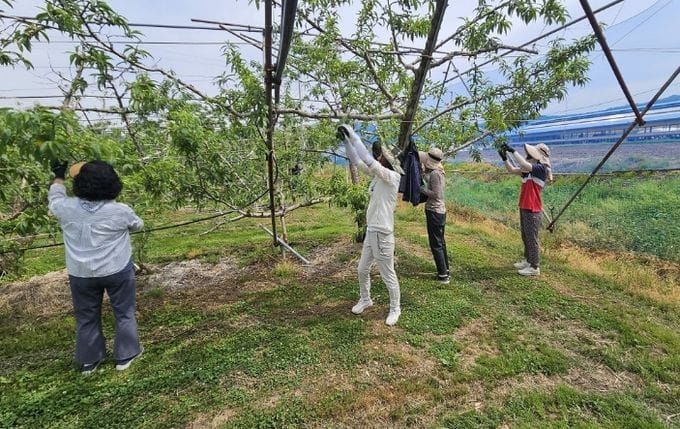 세종농업기술센터 직원 30명, 연서면 복숭아 농가 찾아 농작업 지원 post image