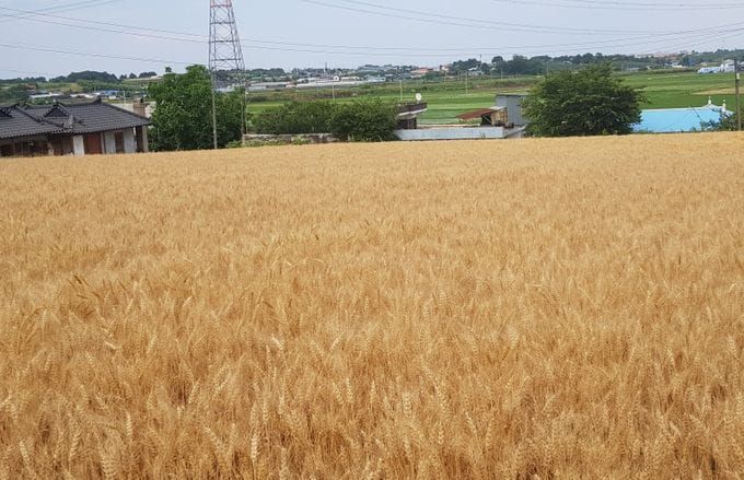 충남도 맥류 수확기 도래…적기 수확 등 관리 안내 post image
