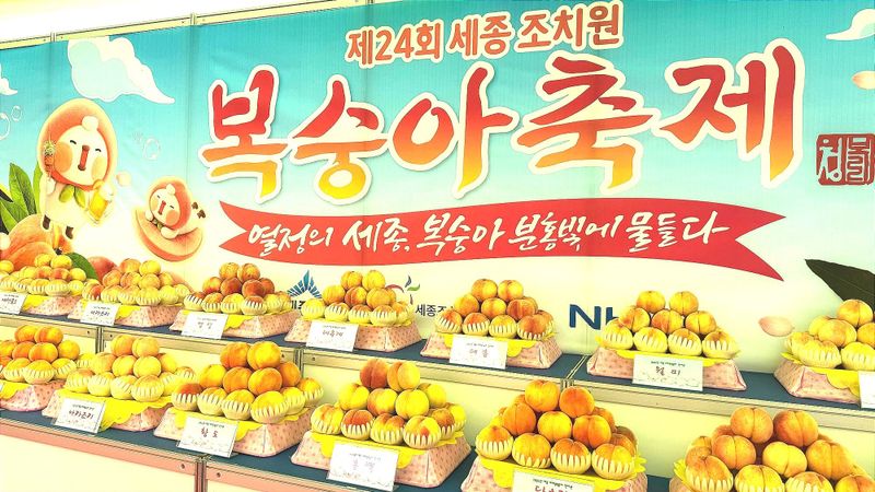 118년 전통 세종시 조치원복숭아, 세종의 여름을 물들이다 post image