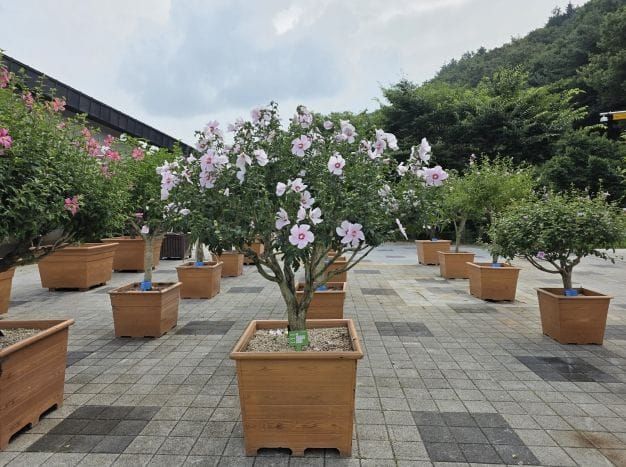 충남 무궁화 ‘대통령상’ 수상 post image