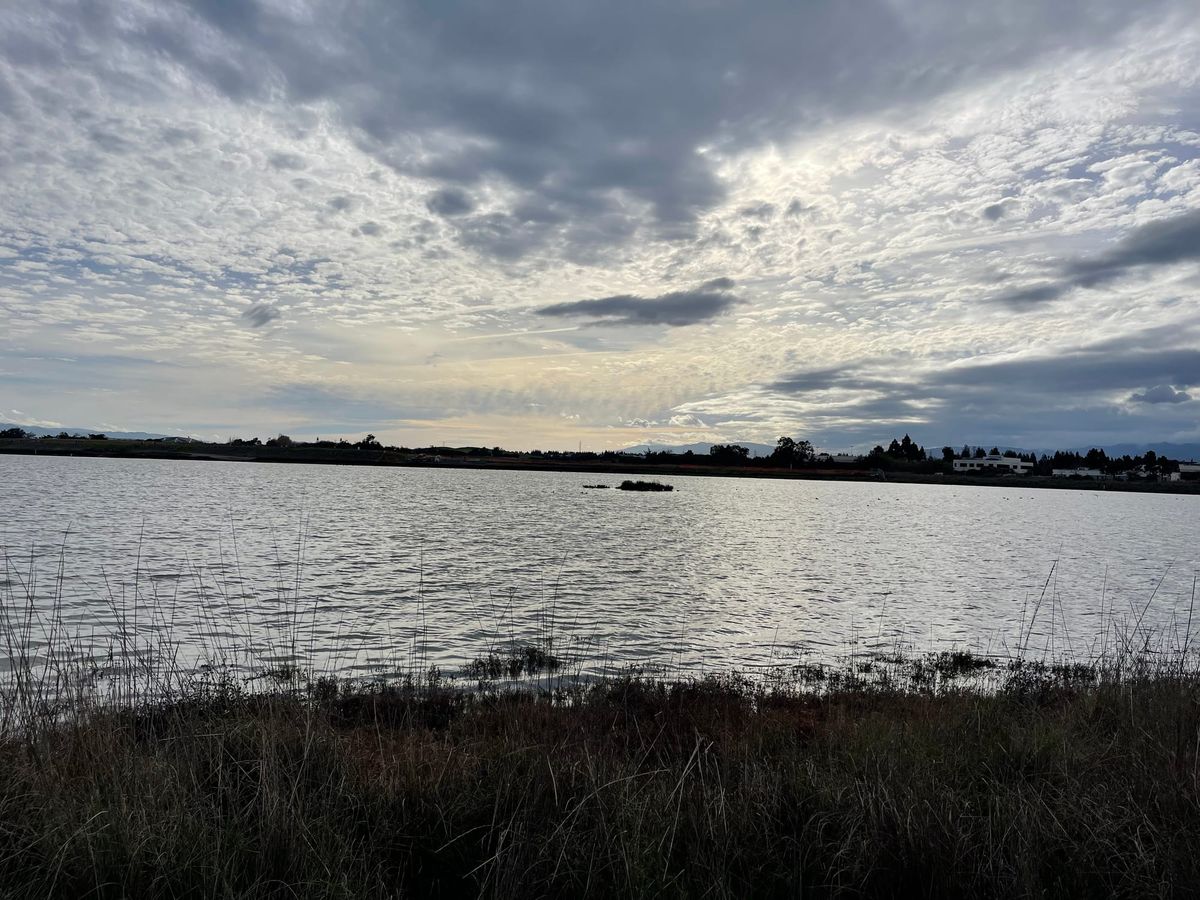 A view of the salt water at high tide coming up against the grass and pickleweed plants closer to shore