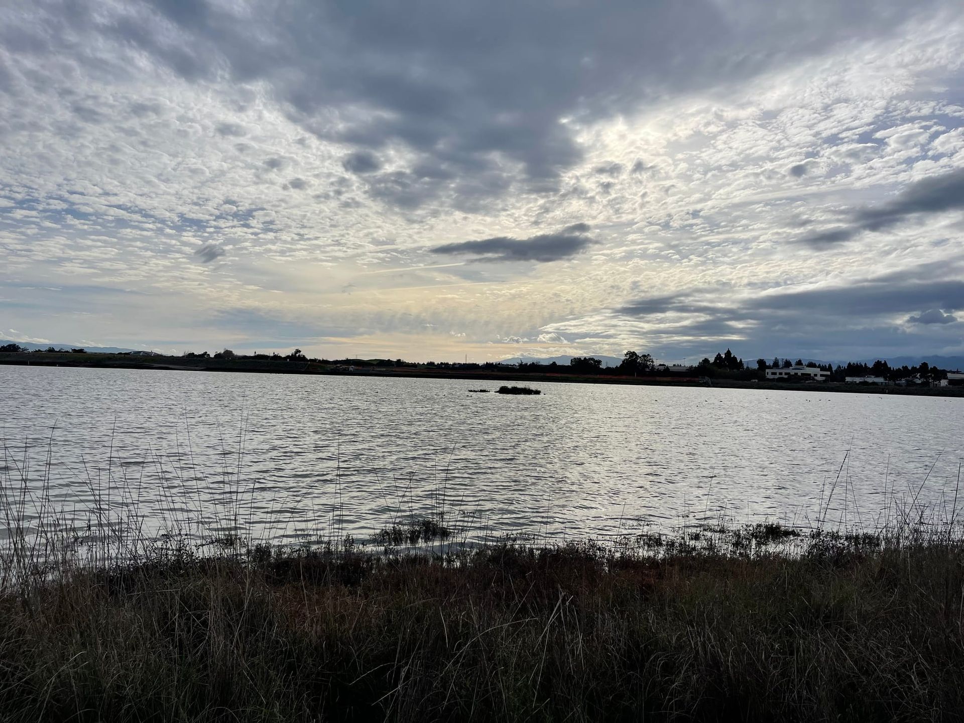 A view of the salt water at high tide coming up against the grass and pickleweed plants closer to shore