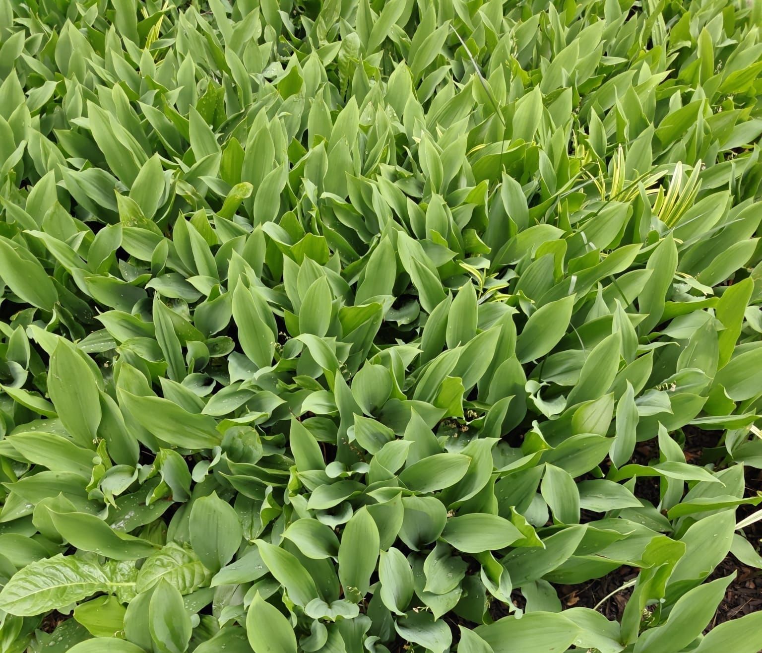 Love Notes to Nature: Lily of the Valley