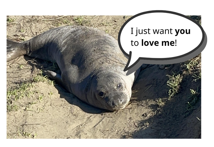 Elephant Seals Never Forget (Año Nuevo State Park)