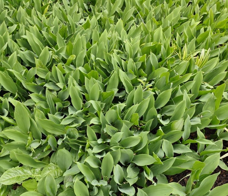 Love Notes to Nature: Lily of the Valley