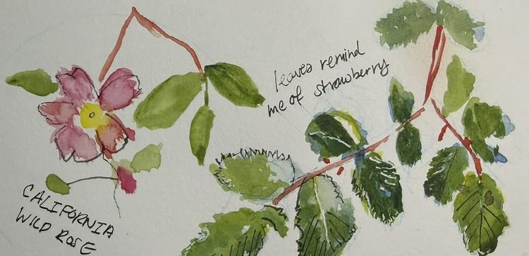 Creatives Edition: How to Write the Wilderness