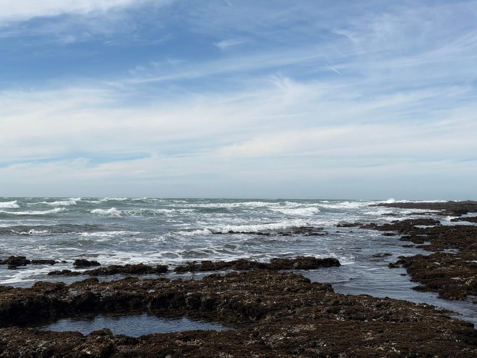 Secrets nestled in tidepools