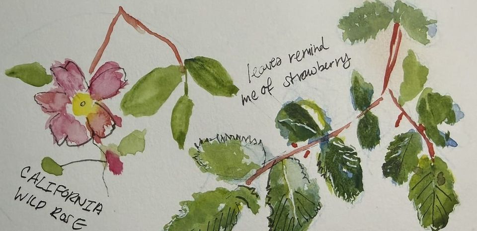 Creatives Edition: How to Write the Wilderness