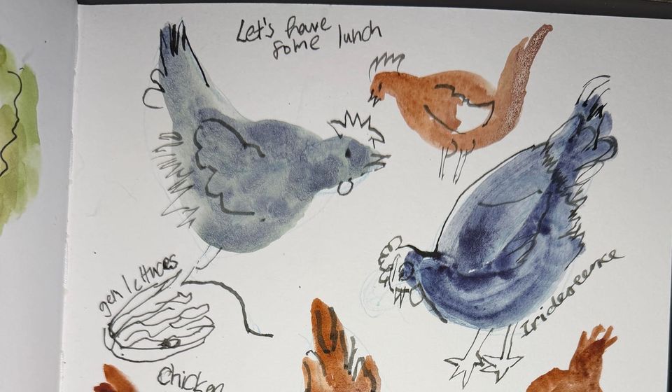 Barnyard chickens (and drawing other nearby birds)