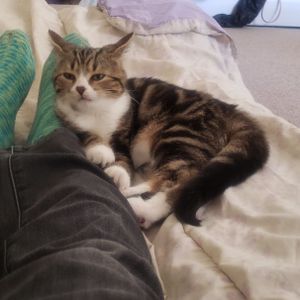 Pirooz Seyf Askari Barkoosaraei